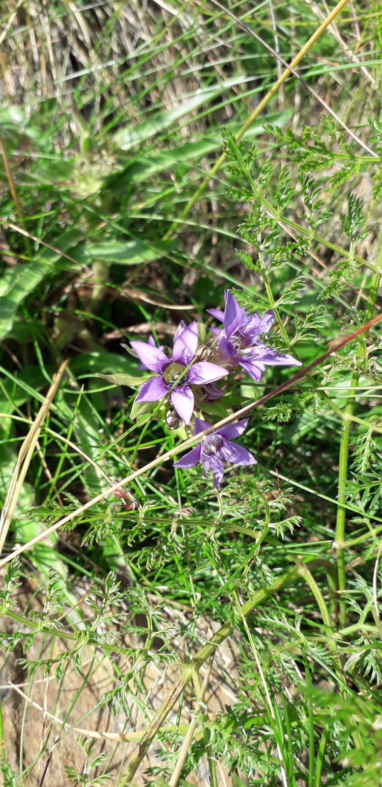 Gentian